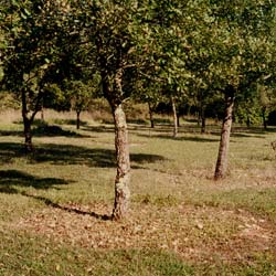 Quercus pubescens Uncinatum